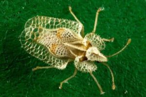 Insectele au INVADAT Capitala. Bucureştenii pot fi în PERICOL. Ce păţeşti dacă te CIUPESC