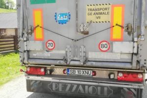 Trei ciobani din Baia de Fier, înşelaţi de samsarii de mioare! – Păgubiţii au depus plângere  penală pentru banda de infractori