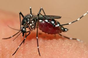 ALERTĂ în judeţul Arad: PERICOL de infectare cu virusul West Nile