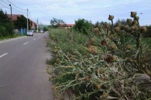 FOTO, ȘTIREA TA. Ciulini şi buruieni de doi metri, pe o stradă din Alba Iulia, în spatele centrului comercial Alba Mall
