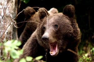 Primarul din Azuga: Urşii circulă pe străzi ŞI ZIUA. Se plimbă prin oraş, la cimitir, prin curţi