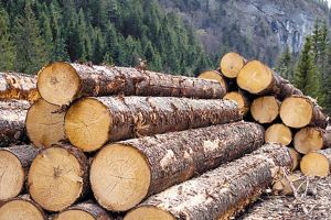 110 metri cubi de lemn confiscat şi amenzi de 15.000 de lei, în urma unor controale la lemnari