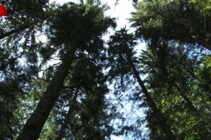 Codrii Seculari Slătioara, sanctuarul de la poalele Rarăului