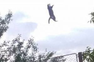 Distracţie dementă. Adolescenţi din Timişoara aruncâ ncu pisici în aer