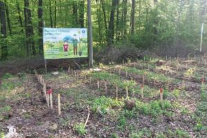 Direcţia Silvică împădureşte Prahova. Pe zeci de hectare au fost plantaţi stejari şi frasini