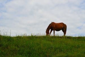 Doi tineri, cercetaţi de poliţişti după ce au furat un cal lăsat nesupravegheat pe o păşune din Alba