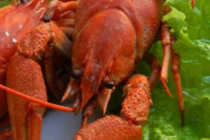 Excentricitate, moft sau iniţiativă deşteaptă: Festival al Racilor şi Fructelor de Mare, la Piteşti