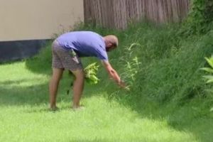 Cea mai periculoasă plantă invazivă creşte în România