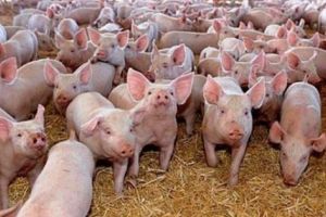 Preţul cărnii de porc, în cădere liberă!