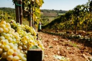 10 motive pentru a-ţi face vin de casă cu must de la Jidvei (P)