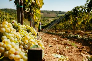 10 motive pentru a-ţi face vin de casă cu must de la Jidvei