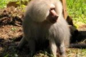 Pavianul cu mantie poate fi admirat chiar la Grădina Zoologică din Reşiţa [VIDEO]