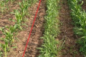 Agricultura pe înţelesul tuturor – Graficul lucrărilor agricole în luna august