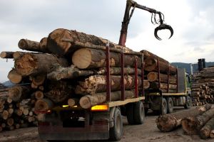 Transporturile de lemne, urmărite prin GPS. Deneş: Tăierile ilegale s-au diminuat