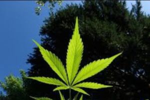 O ţară de lângă România legalizează consumul de marijuana