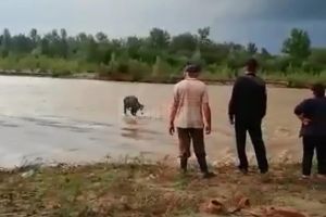 Pompierii au salvat o vacă din mijlocul râului Suceava