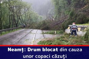 Neamţ: Drum blocat din cauza unor copaci căzuţi