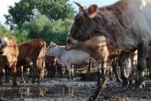 Un primar a confiscat vitele sătenilor şi le-a închis într-un ţarc mizerabil, fără apă şi fără mâncare. Imaginile au ajuns virale