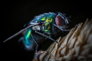 Ce se întâmplă atunci când o muscă se aşază pe mâncarea ta? Trebuie să citeşti asta