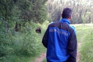 Şeful Jandarmeriei Harghita nemulţumit că i s-a cerut să intervină la relocarea ursoaice de la Băile Tuşnad