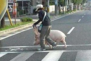 Te uiţi şi nu-ţi vine să crezi. Legile fizicii şi logica sunt sfidate non-stop. Galerie foto