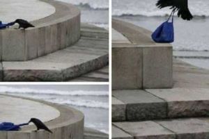 Ciorile, păsările care au cucerit oamenii şi animalele. IMAGINI INCREDIBILE cu nebunia înaripatelor. Galerie foto