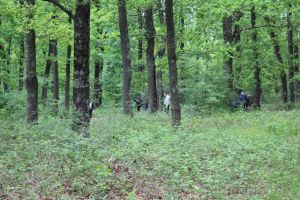 Unde dai şi unde crapă: Din cauza pestei porcine, pe domeniul de vânătoare de la Balc a fost interzisă... exploatarea lemnului!