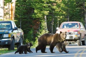 Csaba Borboly a găsit soluţia prin care să ţină urşii la distanţă!