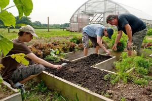Fonduri europene de zeci de milioane de lei pentru tinerii fermieri şi fermele mici. Măsurile pot fi accesate începând de astăzi