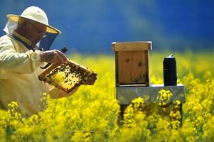 Ultima zi pentru depunerea cererilor spre obţinerea fondurilor din PNA