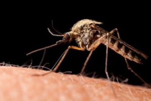 Alo, Primăria? Mă pişcă ţânţarii