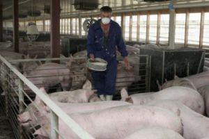 Povestea unui DEZASTRU anunţat. AUTORITĂȚILE române au aşteptat pesta porcină cu MÂINILE în SÂN