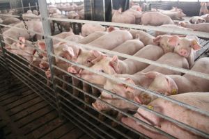 Fermieri din Suceava, îngrijoraţi de apropierea pestei porcine africane de graniţele judeţului