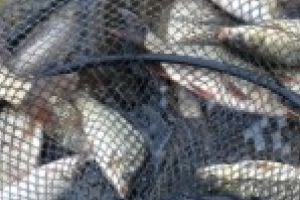 La pescuit  fara autorizatie