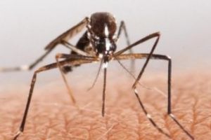 ALERTĂ Primul caz de West Nile, CONFIRMAT oficial în România - Cum se transmite virusul