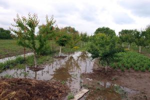 Culturile de cartofi din Harghita, distruse din cauza fenomenelor de băltire şi putrezire