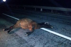 Cal decedat şi călăreţ accidentat grav de un autoturism în comuna Racu