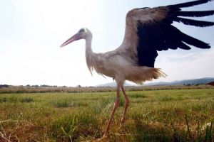 VIDEO O barză a fost salvată dintre firele de înaltă tensiune, la Cristian