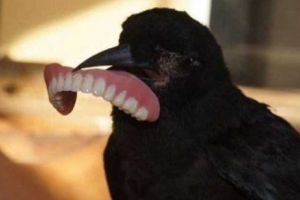 Ciorile, păsările care au cucerit oamenii şi animalele. IMAGINI INCREDIBILE cu nebunia înaripatelor. Galerie foto