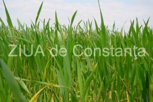 Modificari in componenta conducerii Ameropa Grains SA