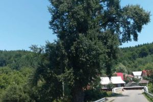 Primarul din Balcani vrea să salveze doi plopi seculari