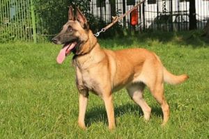 INCREDIBIL! Și-a PIERDUT mâinile şi picioarele după ce a fost LINS de un câine