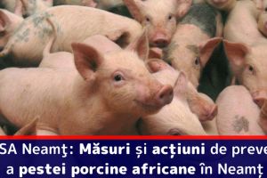 DSVSA Neamţ: Măsuri şi acţiuni de prevenire a pestei porcine africane în Neamţ