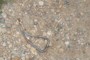 FOTO Copil muşcat de şarpe la Sibiu – A fost dus de uergenţă la spital