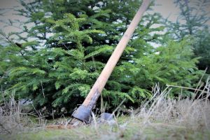 Au scăzut tăierile ilegale din păduri, anunţă Romsilva