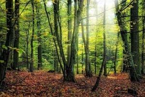 Preşedintele Klaus Iohannis a semnat o LEGE controversată care decide soarta pădurilor din România