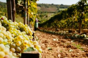 10 motive pentru a-ţi face vin de casă cu must de la Jidvei