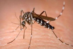 Primăria Alexandria ia măsuri pentru combaterea virusul West Nile: tratament terestru şi prin pulverizare aeriană, în perioada 20-24 august