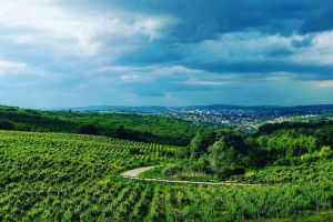 Să se oprească ploaia! Să curgă vinul!