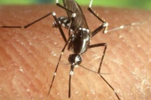 Cazuri de infectie cu virusul West Nile in Romania! Cum va puteti feri si care sunt simptomele bolii